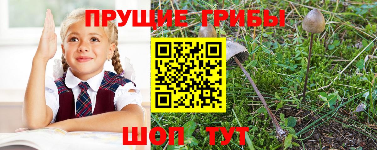 Галлюциногенные грибы GOLDEN TEACHER  Галлюциногенные грибы Psilocybine cubensis  Копейск 